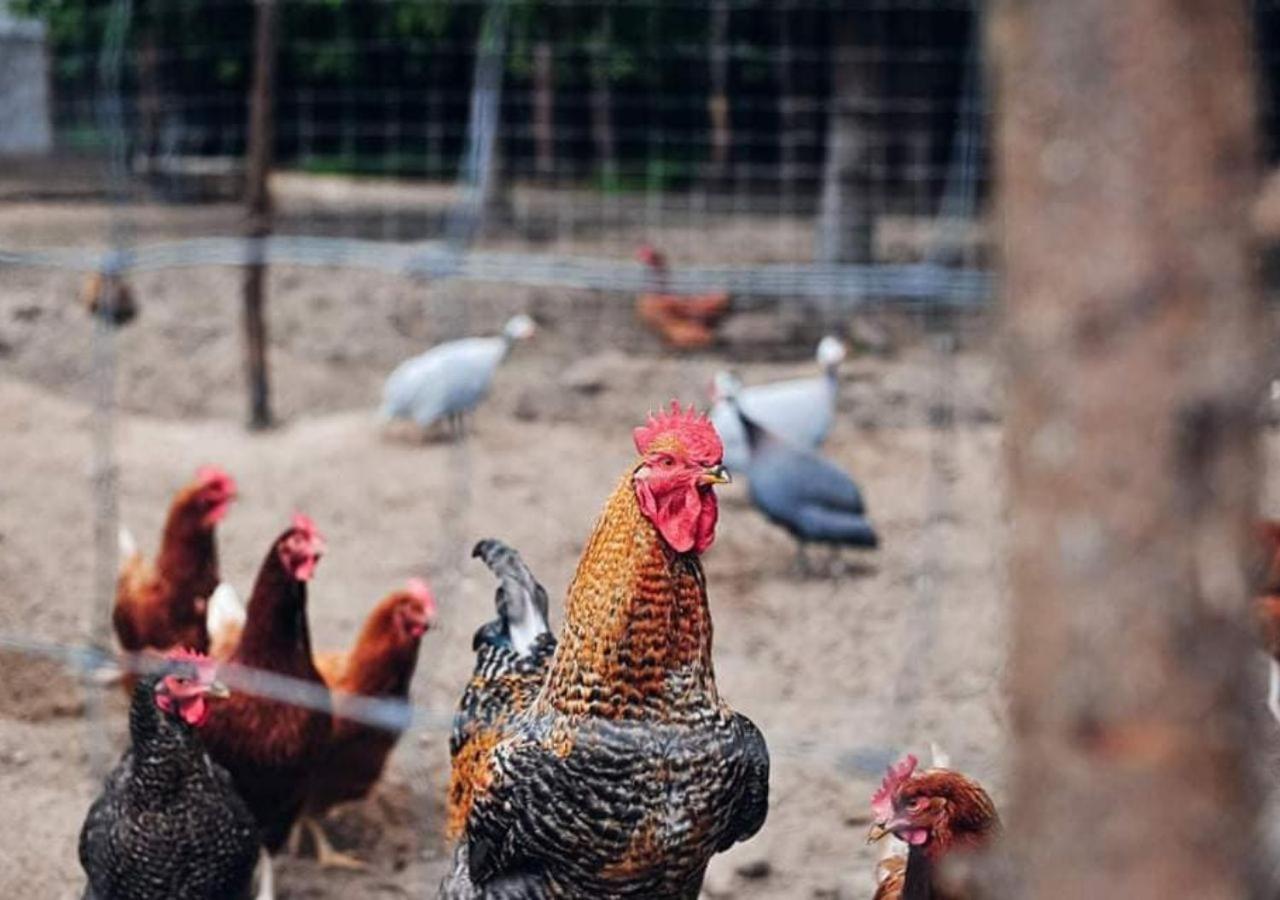 Farma Serock Bagian luar foto